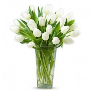 White Tulips